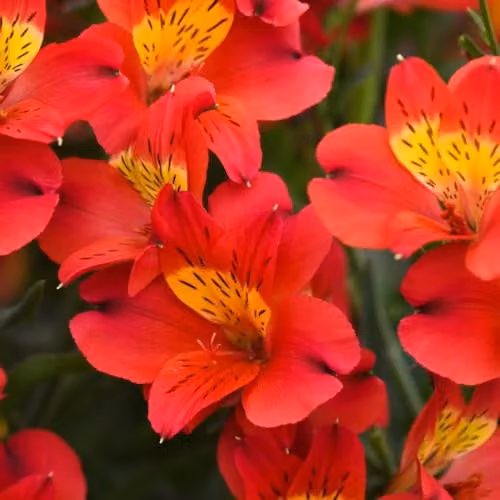 Thompson and Morgan Alstroemeria Summer Heat Red and Yellow Peruvian Lilies, 3x Jumbo Plugs