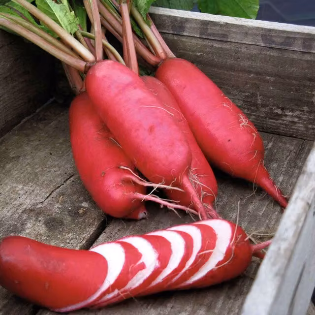 Marshalls Garden Pink Dragon Radish Seeds, Oriental Long Cylindrical Cold-Resistant Variety