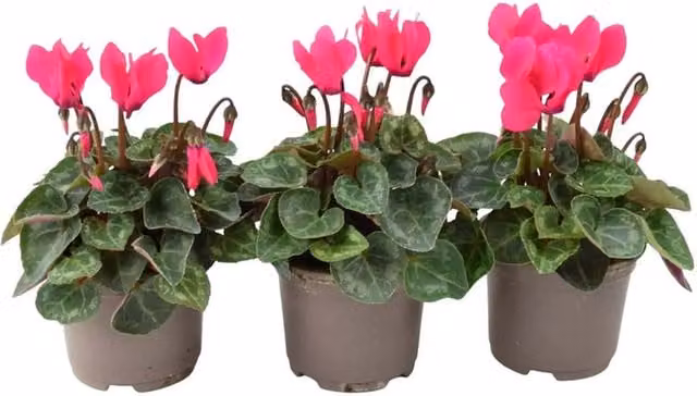 Plants by Post Dark Pink Cyclamen Autumn Flowering Bedding Plants, 3 x 9cm Pots