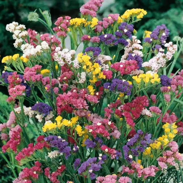 Unwins Sea Lavender Mix Statice Ornamental Flower Seeds, Multicolour