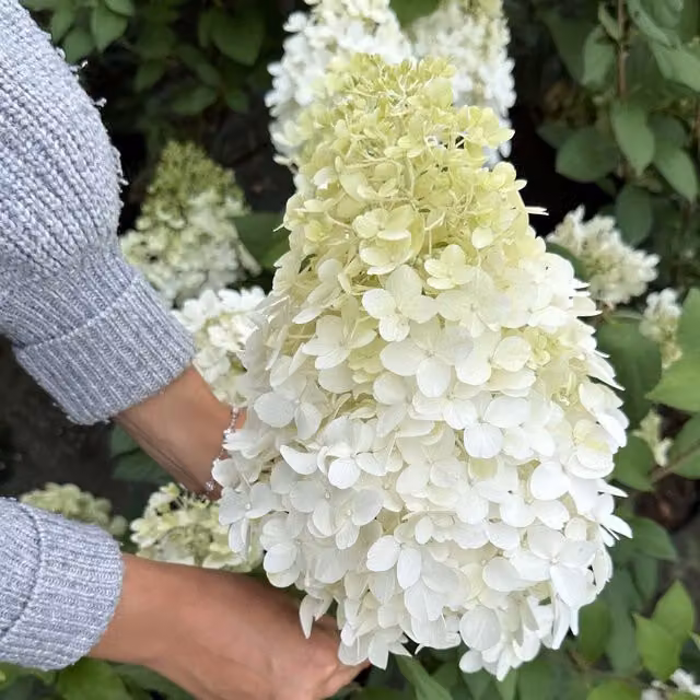 Marshalls Garden Hydrangea Hercules Ornamental Shrub, Green, White and Pink