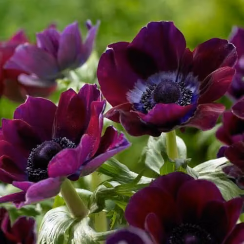Thompson & Morgan Anemone coronaria Meron Bordeaux Bulbs, 8 Bulbs, Purple Spring Flowering Perennial