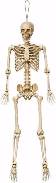 Samuel Alexander White Posable Full Body Halloween Skeleton Decoration with Movable Joints, Height: 152 cm – 2