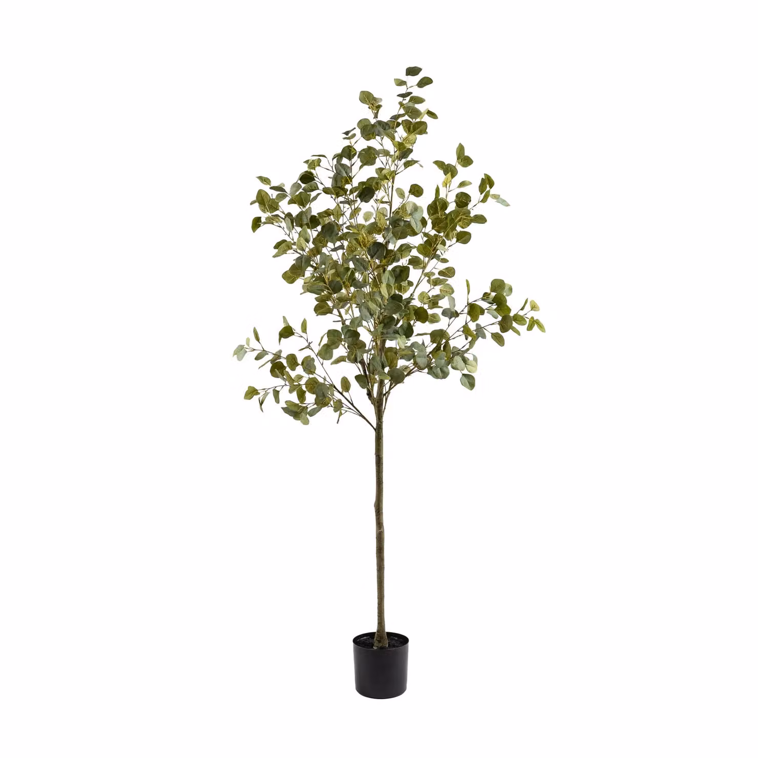 Scottish Everlastings Ltd 185 cm Green Eucalyptus Tree – 2