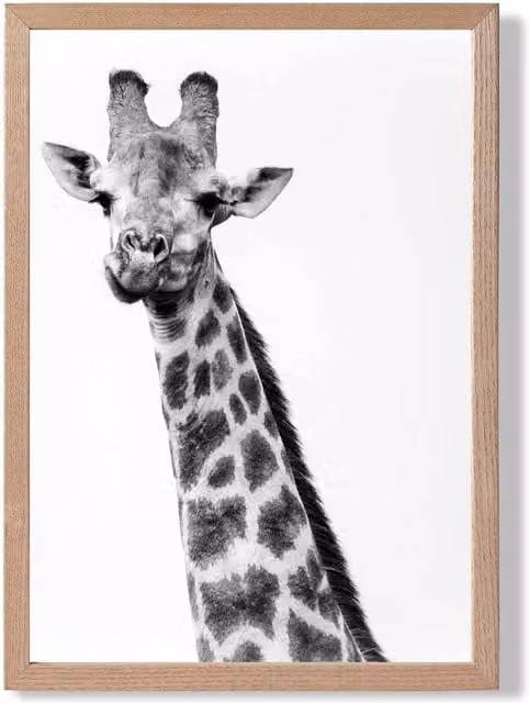 ARTZE Cheeky Giraffe Animal Black and White Framed Photo Print with Oak Frame, A3