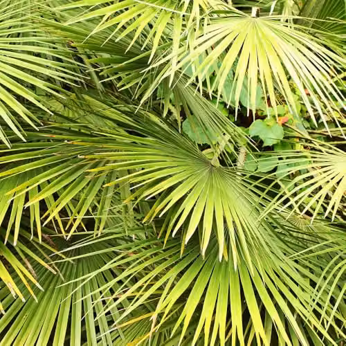 YouGarden Chamaerops Compacta Volcano Palm, Established Hardy Ornamental Tree in 22cm Pot – 3