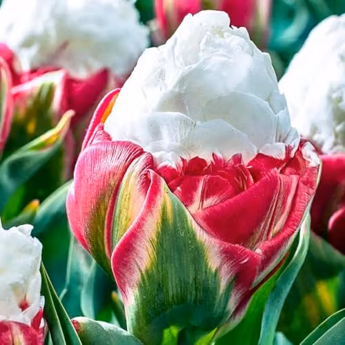 YouGarden Novelty Premium Tulip Ice Cream Spring Flower Bulbs, Set of 10 Pink and White Bulbs for Autumn Planting – 1