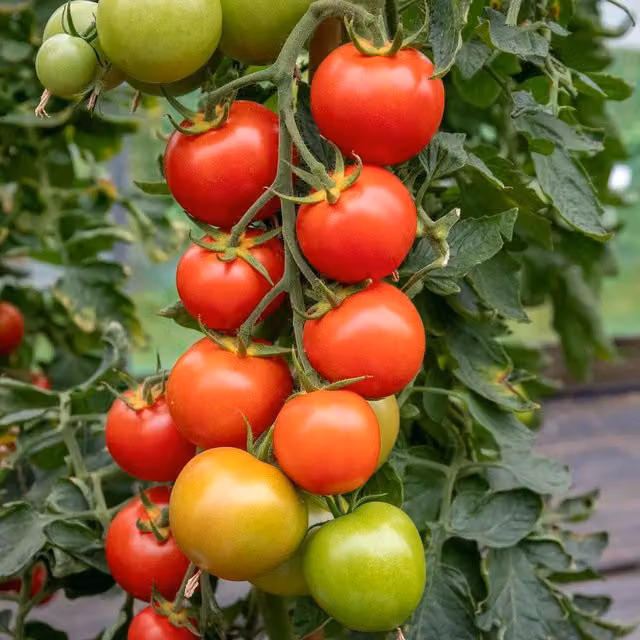 Marshalls Moneymaker Cordon Tomato Seeds, Red, 70 Seeds
