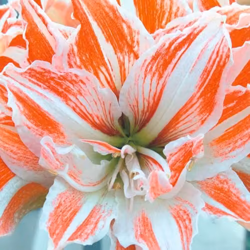 Thompson & Morgan Amaryllis Dancing Queen Bulb with Red and White Striped Double Trumpet Blooms – 2