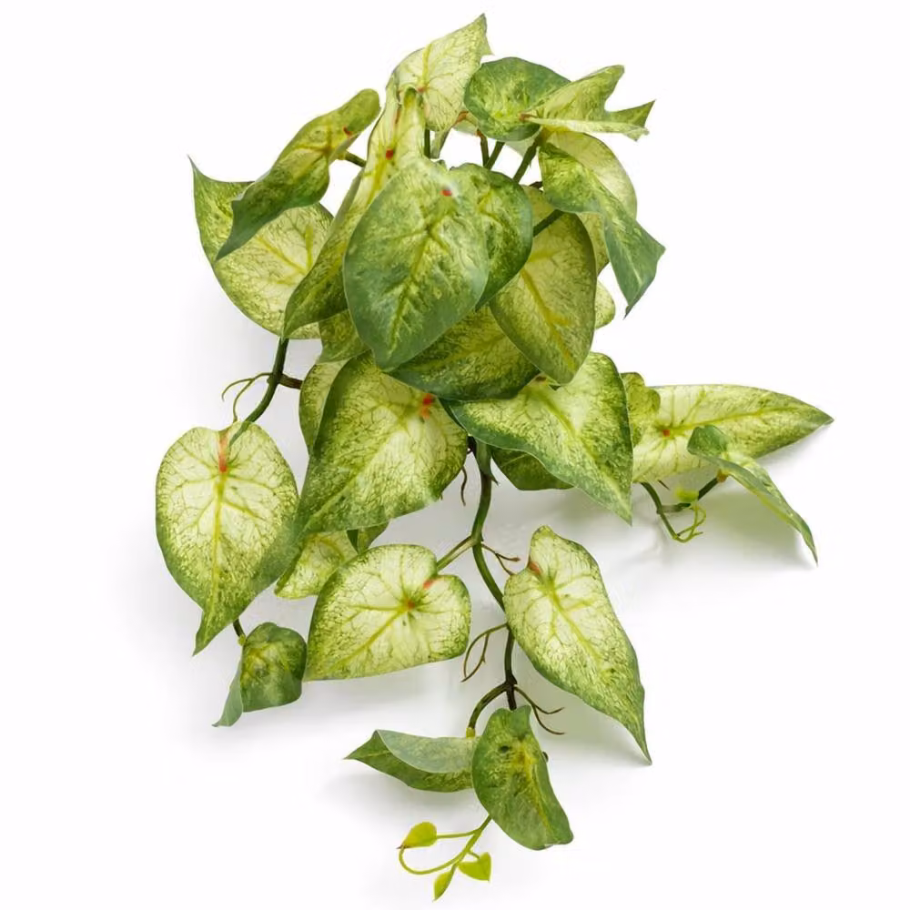 Botanik Artificial Trailing Variegated Caladium Vine Plant, Light Green, Height: 25 cm – 2