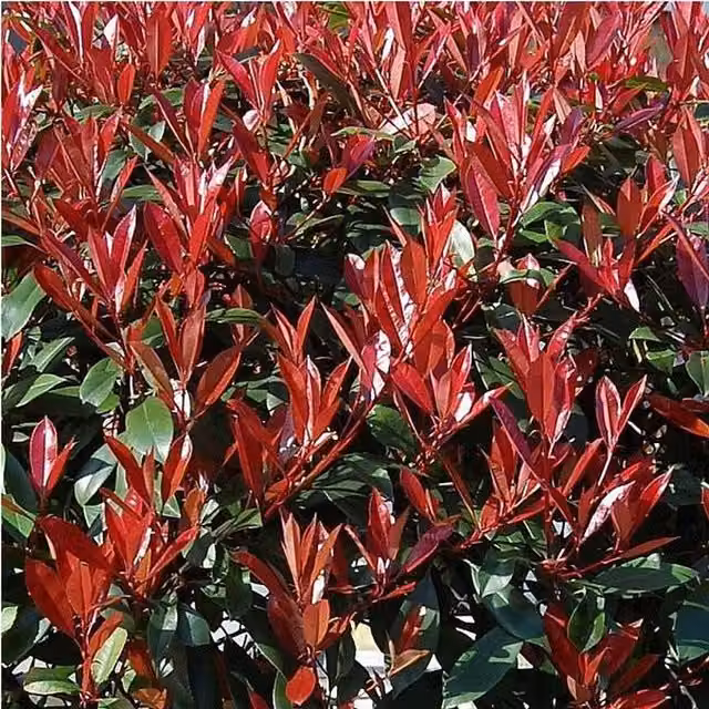 Direct Plants Photinia Carre Rouge Red Robin Shrub, Green and Red, 3L Pot