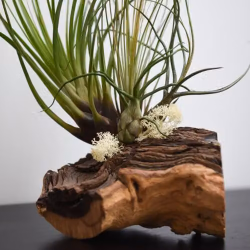 Thompson & Morgan Air Plant on Rustic Green Bog Wood with 3 Plants – 2