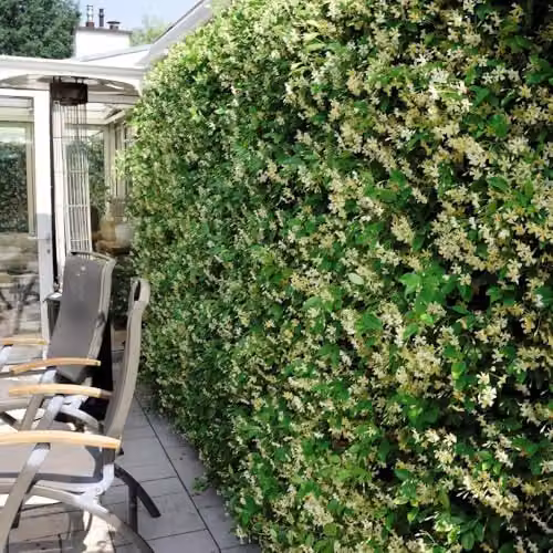 Thompson & Morgan Trachelospermum jasminoides Star of Toscana Hardy Evergreen Climber with Fragrant Creamy White and Yellow Flowers, 1x 9cm Potted Plant – 2