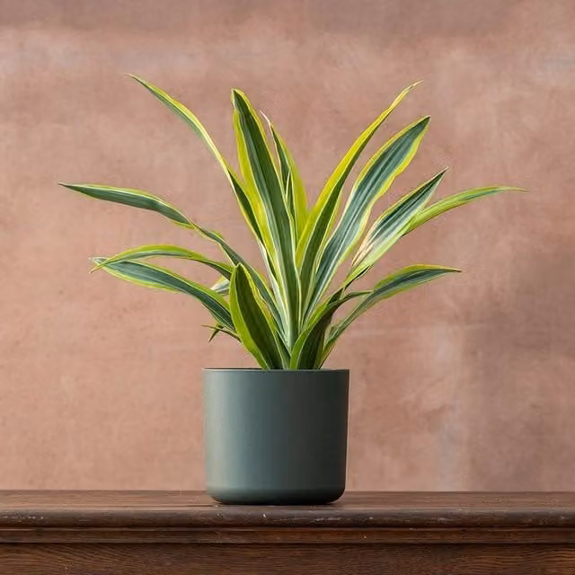 Primrose Dracaena Fragrans Lemon Lime Dragon Indoor House Plant in a Green 17cm Pot, Height: 50 cm