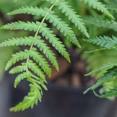 Thompson and Morgan Dicksonia Antarctica Australian Tree Fern, 2 x 0.5ft Trunk, Green Perennial Plant