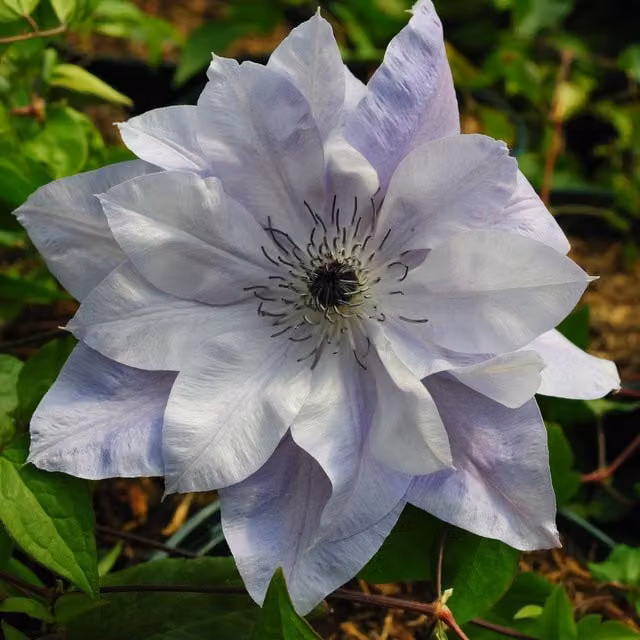 Plants By Post Clematis Reflections Evipo035 Violet-blue and White Climber Perennial
