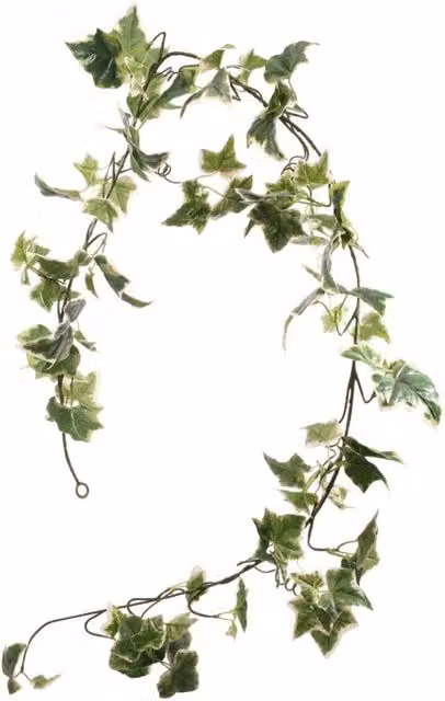 KDMD Holland Ivy Garland Green 182.88 cm