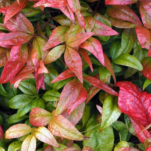 YouGarden Nandina domestica Fire Power Heavenly Bamboo Ornamental Shrub in 2L Pot – 2