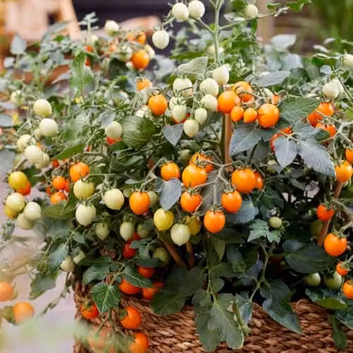 Thompson & Morgan Tomato Tiny Temptations Mixed Seed Packet, 6 Seeds, Multi-Colour Cherry Fruits – 2