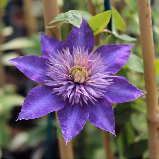 Plants By Post Clematis Multi Plant Climber in Blue, Purple and Silver