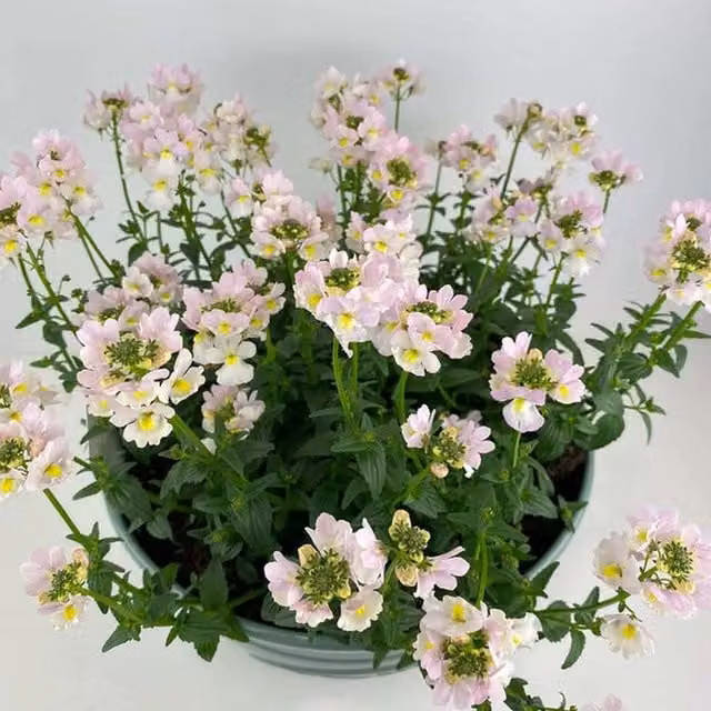 Plants by Post Nemesia Wisley Vanilla Fragrant Outdoor Bedding Plant in an Olive Round Pot with White and Green Foliage