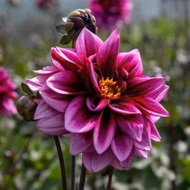 Marshalls Garden Purple Dahlia Davina Michelle Perennial Outdoor Plant