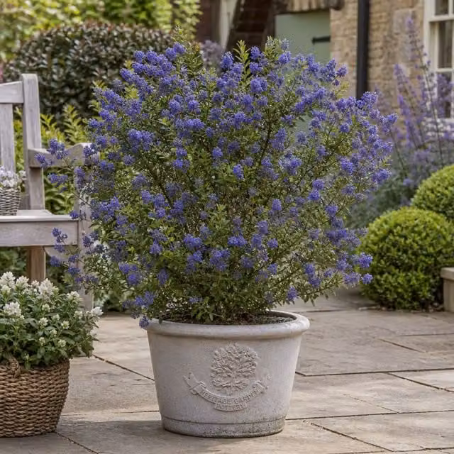 Plants by Post Ceanothus Puget Blue California Lilac Ornamental Evergreen Shrub, Blue