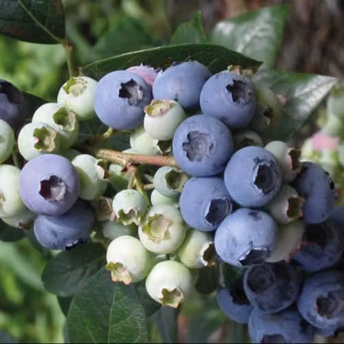 Thompson & Morgan Blueberry Elliot Plant, Self-Fertile Fruit Bush, 2 Litre Pot – 2