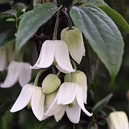 Thompson & Morgan Clematis urophylla Winter Beauty Evergreen Climber and Tower Pot Kit, White, 1x 7cm Potted Plant