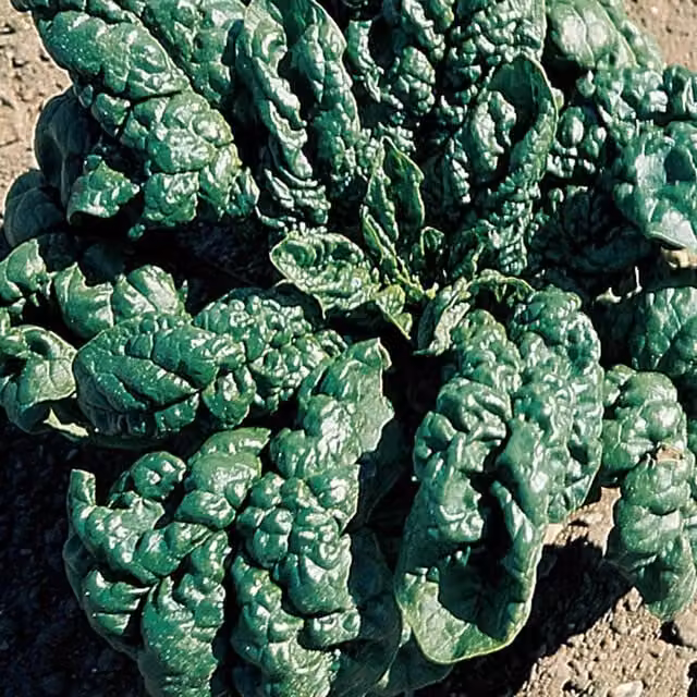 Marshalls Organic Spinach Seeds America, Dark Green, 500 g