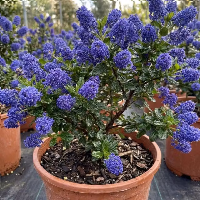 Plants By Post Ceanothus Puget Blue Evergreen Ornamental Shrub, 3L Pot