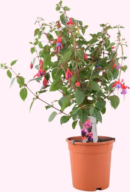 Plants by Post Fuchsia Sarah Standard Ornamental Tree, Red and Purple, Height: 85 cm