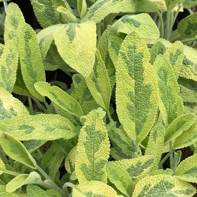 Primrose Salvia Officinalis Bedding Plant for Herb Gardens, Yellow, Green and Blue, 9cm Pot