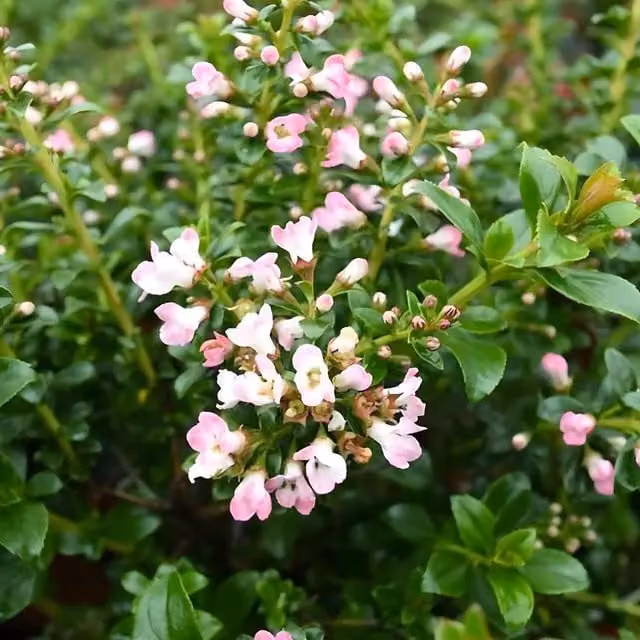 Direct Plants Escallonia Apple Blossom Pink Evergreen Garden Shrub