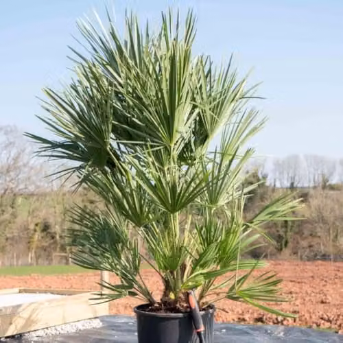 Thompson & Morgan Dwarf Fan Palm Tree Chamaerops humilis, Hardy Evergreen Potted Plant, 20 Litre – 1