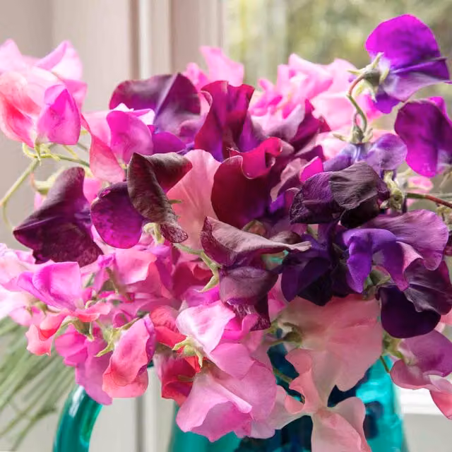 Unwins Berry Kiss Sweet Pea Flower Seeds, Pink Climber