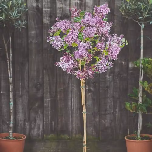 Thompson & Morgan Lilac Palibin Standard Dwarf Tree with Mauve-Pink Blooms, 2 Litre Potted Plant