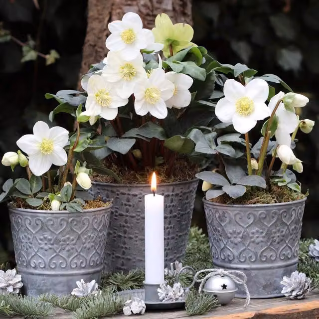 Thompson & Morgan Hellebore Christmas Carol White Potted Perennial Plant (Pack of 3)