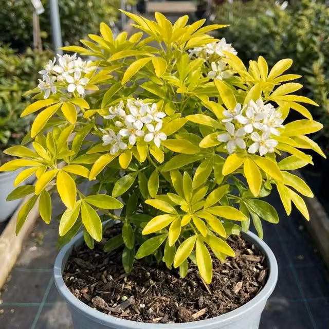 Choisya Aztec Gold Evergreen Ornamental Shrub with Yellow Foliage in a 3L Pot