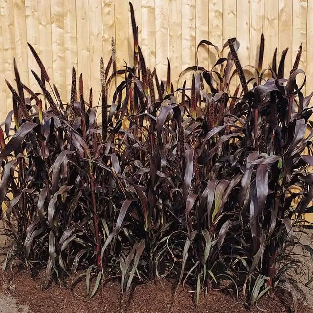 Marshalls Garden Purple Majesty F1 Millet Seeds, Purple