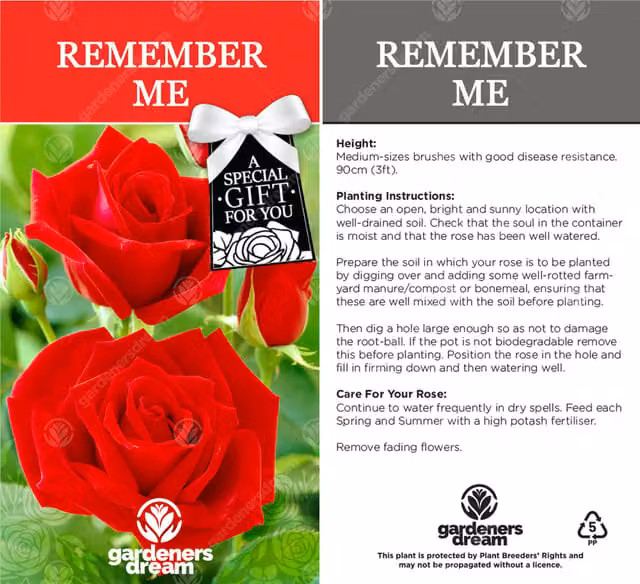 Gardeners Dream Remember Me Red Rose Bush Ornamental Shrub