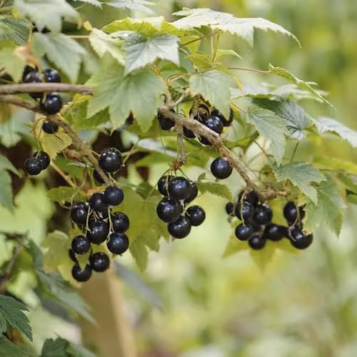 Thompson & Morgan Blackcurrant Ben Alder Potted Fruit Bush, 3 Litre