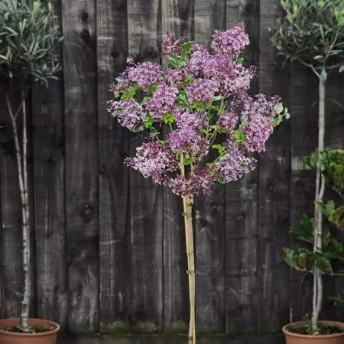Thompson & Morgan Dwarf Lilac Palibin Standard Fragrant Purple Spring Blooms, 3 x 2 Litre Potted Ornamental Shrubs – 2