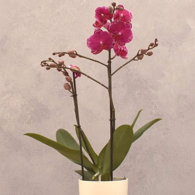 Primrose Purple and White Asian Violin Phalaenopsis Orchid House Plant, Height: 45 cm