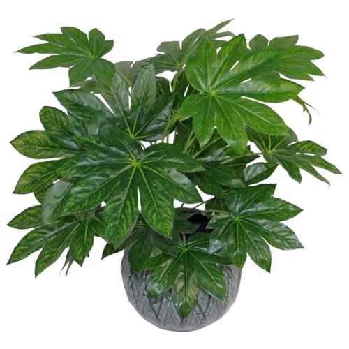 Leaf Design UK Realistic Large Artificial Aralia Foliage Plant in Green with Pot, Height: 60 cm