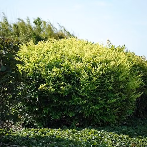 Thompson & Morgan Nandina domestica Magical Lemon and Lime Dwarf Evergreen Ornamental Shrub, 9cm Pot