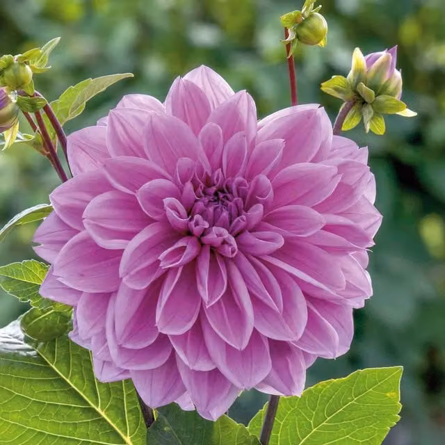 Marshalls Garden Purple Dahlia Lilac Time Perennial