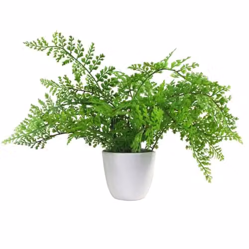 Leaf Artificial Potted Royal Fern in Green with White, Black or Green Pot, H 40 cm x W 40 cm x D 30 cm – 1