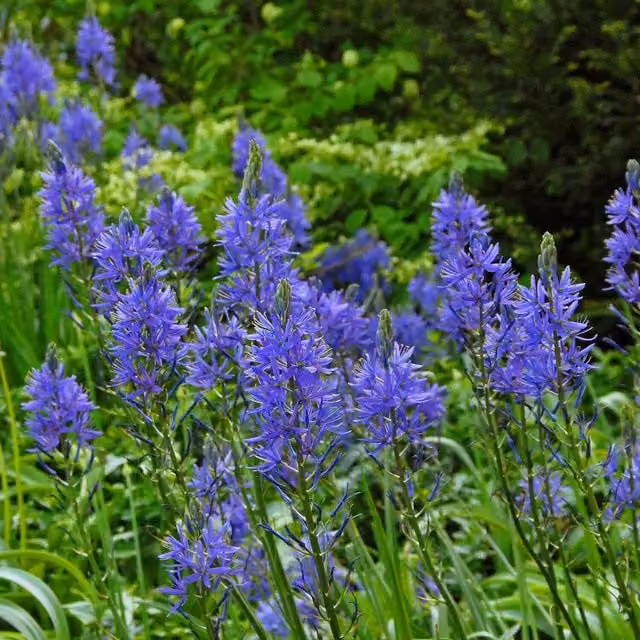 Marshalls Garden Camassia Leichtlinii Blue Ornamental Bulbs