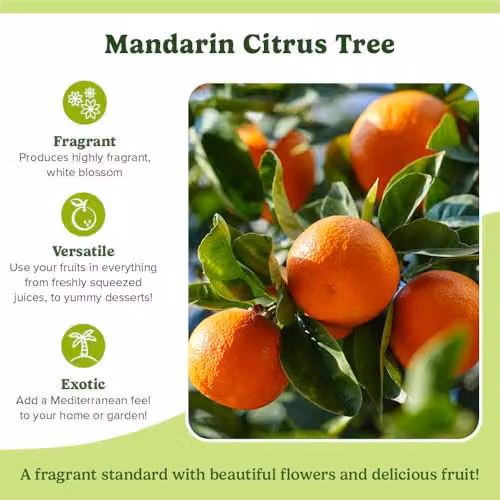 YouGarden Citrus Mandarin Fruit Tree in 4 Litre Pot, 80cm Tall – 6